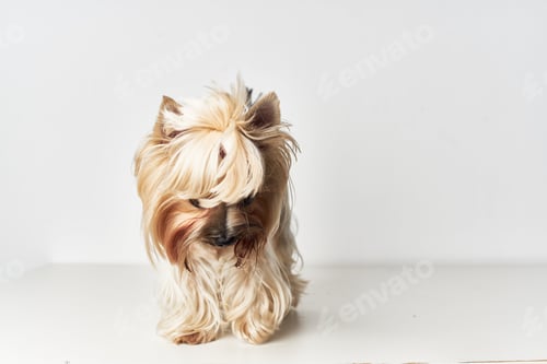 Preview: Yorkshire Terrier executes commands isolated background