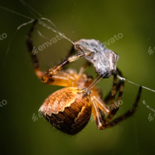 Preview: Macro shot of a spider on the cobweb with prey.