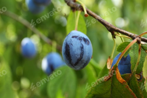 Preview: Ripe plums growing on tree in garden, closeup