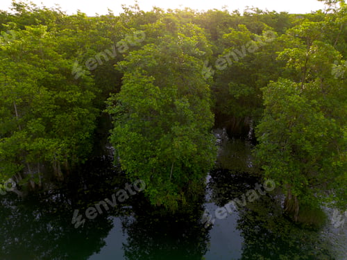 Preview: the beauty of Indonesia with mangrove forests and beaches at sunset