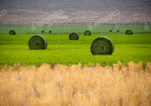 Preview: Hay Bales in Field