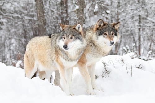 Preview: Two beautiful wolves in cold snowy winter landscape