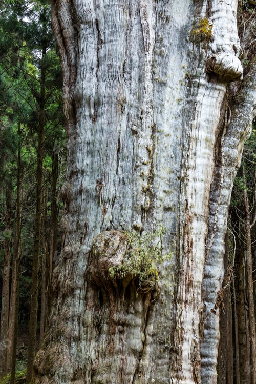 Preview: Alishan national park with big giant tree in ancient at Taiwan