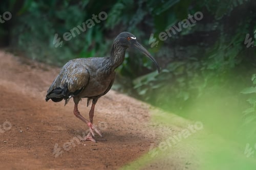 Preview: Plumbeous Ibis bird (Theristicus caerulescens)