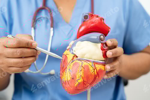 Preview: Cardiovascular disease CVD, Asian doctor holding human anatomy