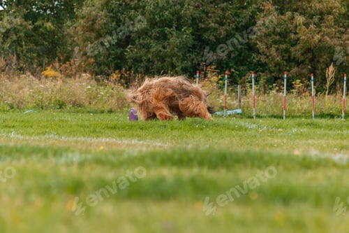 Visualização: Cachorro pegando disco voador no salto, animal de estimação brincando ao ar livre em um parque. evento esportivo, conquista no local