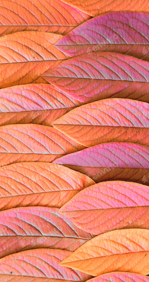 Preview: pink orange and yellow toned natural leaves arranged a s pretty background
