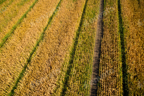 Preview: View of a field of corn