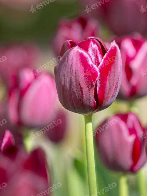 Preview: Purple blooming tulips