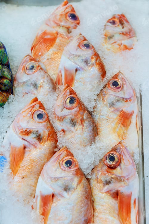 Preview: Fresh Red Tilapia Fishes chilled on cold ices and order in a straight line for keeping freshness as