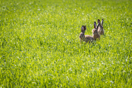 Preview: Three rabbits sitting in a meadow
