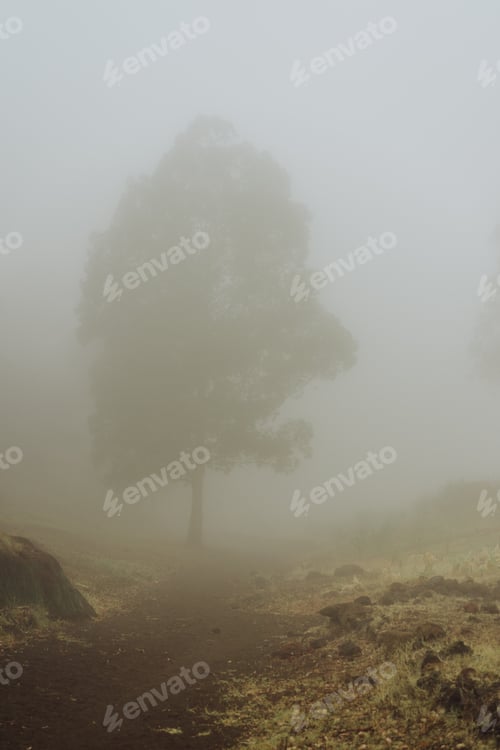 Preview: Silhouette of trees in milky fog on the bottom of cove Vulcan creator . Santo Antao. Cape Verde