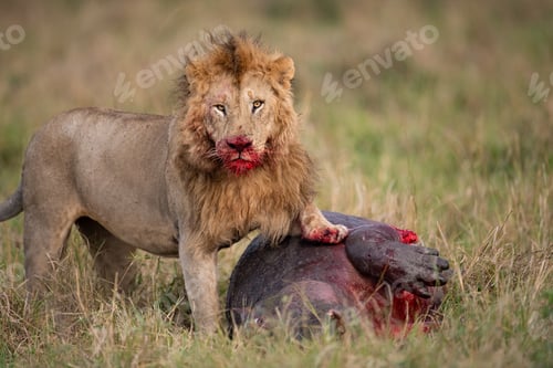 Preview: A Lion in Africa