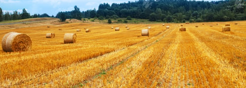 Preview: Beautiful landscape with hay straw bales after harvest in summer. Haystacks on field. banner