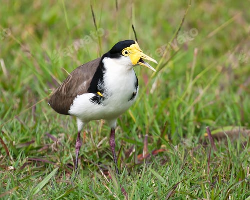 Preview: plover