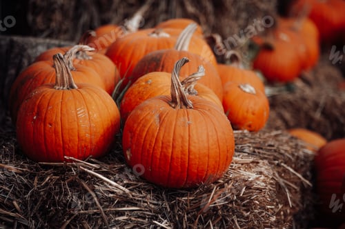 Preview: Pumpkins for sale at an outdoor market in autumn season