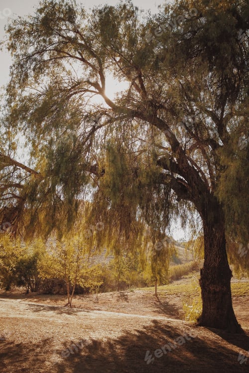 Preview: Golden Hour in the California Hills