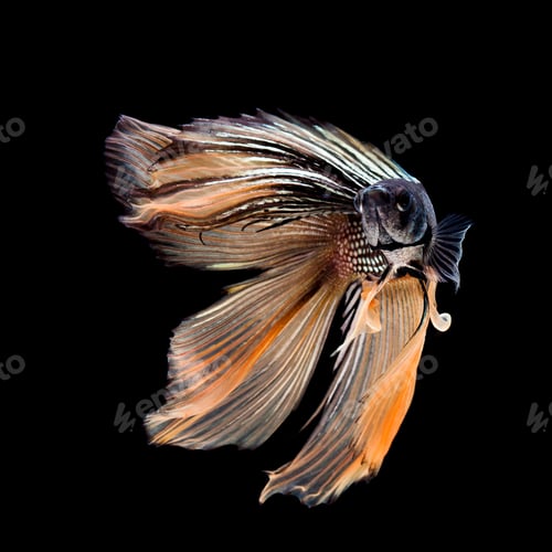 Preview: Betta fish, siamese fighting fish, betta splendens isolated on black background