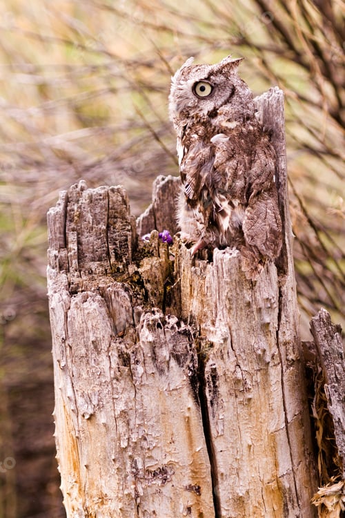 Preview: Western Screech Owl