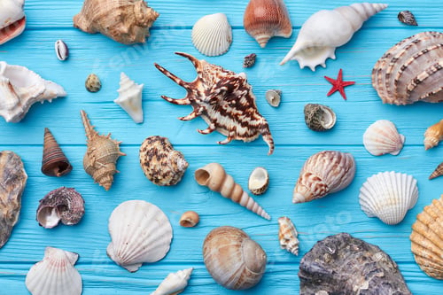 Preview: Sea shells collection close up
