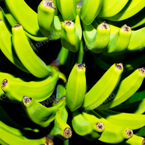 Preview: Green bananas on the tree. Minimal art