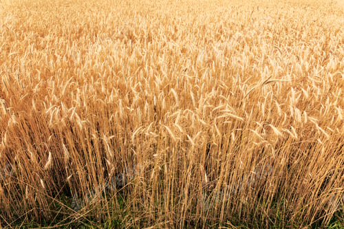 Preview: Wheat field