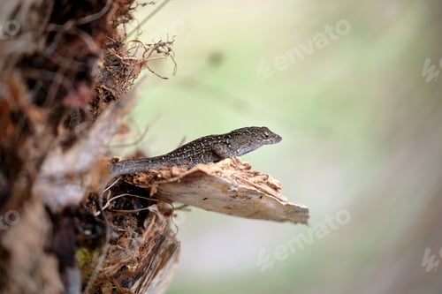 Preview: Macro closeup of blown alone lizard warming on summer sun.