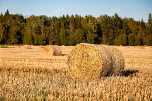 Preview: Golden Field of Hay Bales in the Countryside During Harvest Time