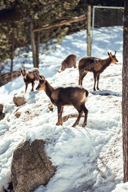 Preview: Goats pasturing on hill between snow