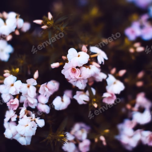 Preview: Beautiful flowers Background. Minimal style