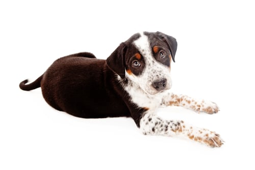 Preview: Mixed Breed Puppy Laying Down