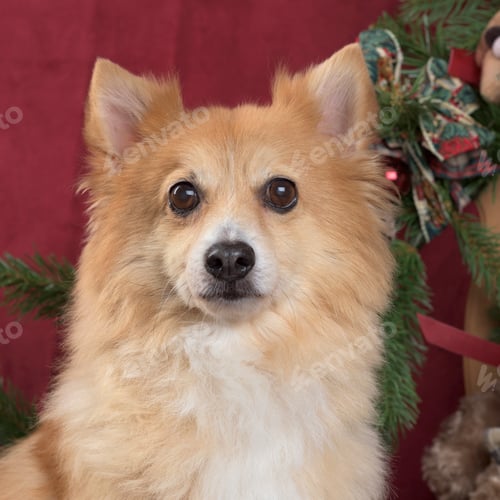 Preview: Close-up of a German spitz in Christmas decoration