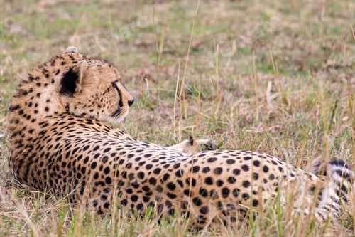 Preview: Cheetah Wildlife Wild Animas Maasai Mara National Game Reserve Kenya