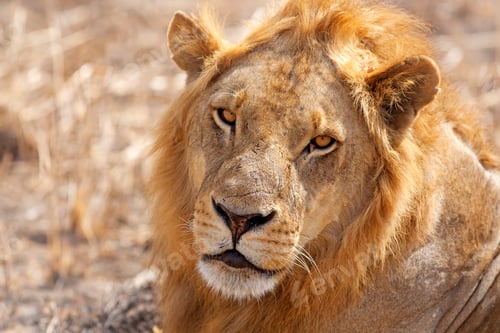 Preview: Wild lion
