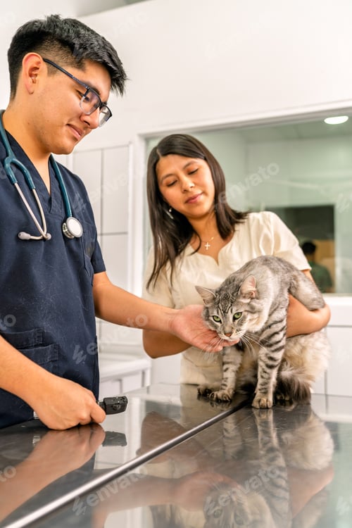 Preview: Veterinarians examining kitten in veterinary clinic