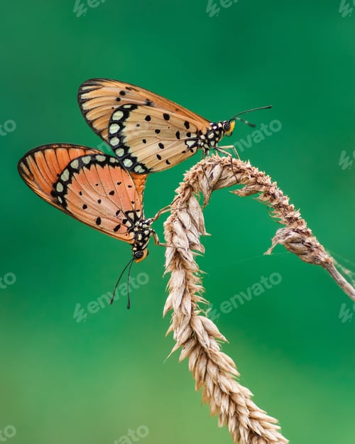 Preview: mating session of butterfly
