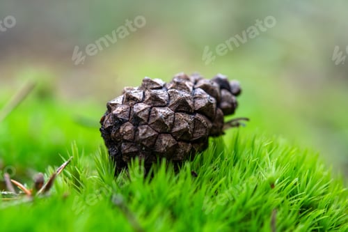 Preview: pine cone
