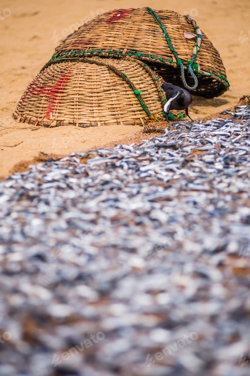 Preview: Crows eating dried fish at Negombo fish market (Lellama fish market), Negombo, West Coast of Sri Lan