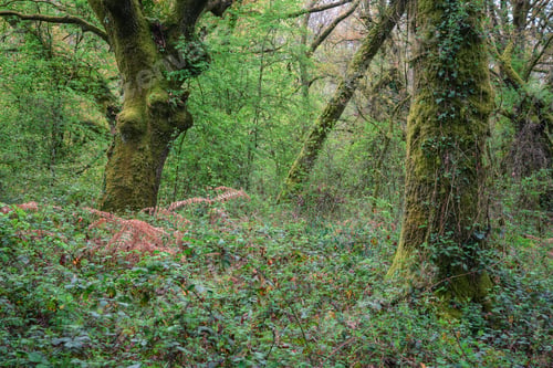 Preview: Messy scene of undergrowth and fallen tree branches in an oak grove