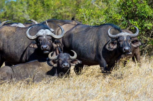 Preview: Wild African buffalo bull