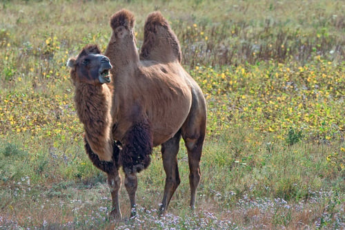 Preview: Surprised bactrian camel (Camelus bactrianus