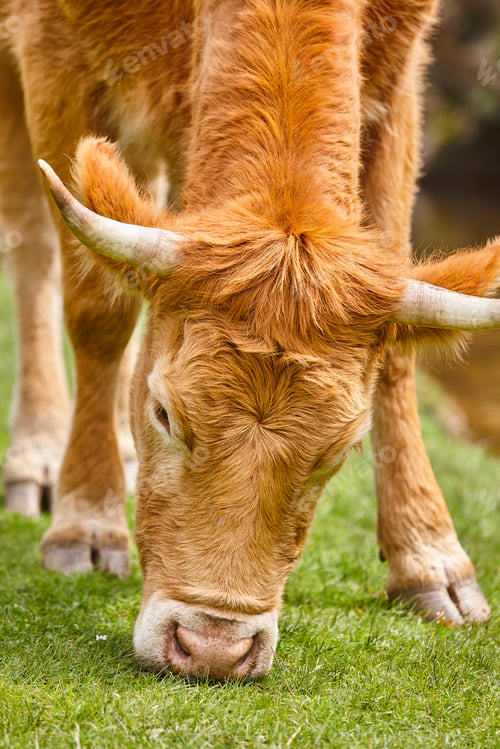 Preview: Cow grazing natural pasture. Head detail. Cattle livestock farming