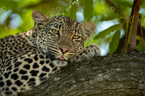 Preview: A female leopard, Panthera pardus, lying down on a branch.