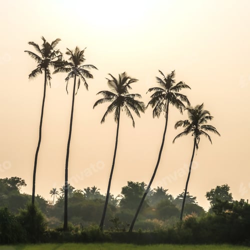 Preview: silhouettes of coconut trees palms against the blue sky of India with sunset