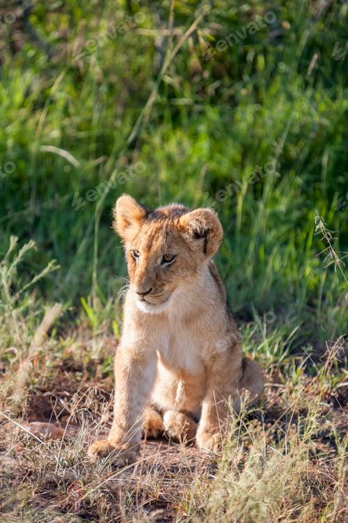 Preview: lion cub on the plains Kenya