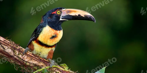 Preview: Collared Aracari, Toucan, Tropical Rainforest, Costa Rica