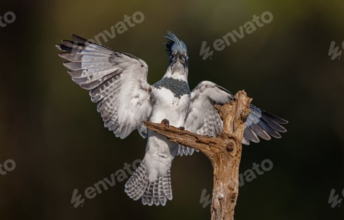Preview: Belted Kingfisher Fishing in a Small Pond