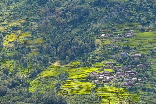 Preview: Terraced rice fields, paddy in Nepal. Organic farming