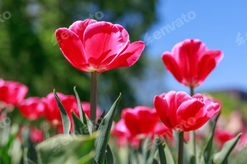 Preview: Natural flowers background. Spring in the park on a sunny day. Garden with beautiful tulips.