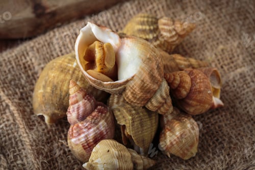 Preview: Raw fresh whelks